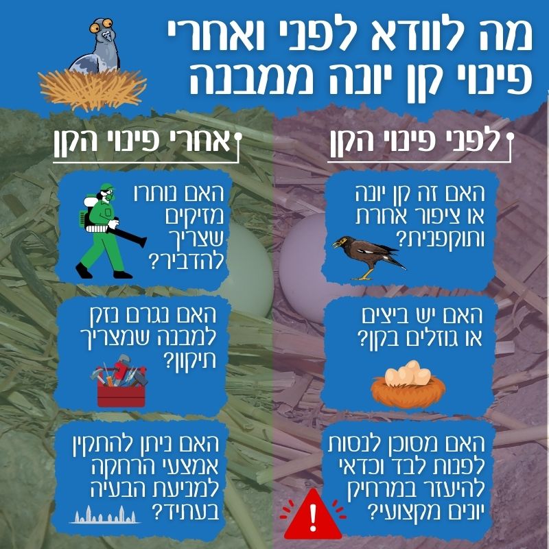 מה עושים לפני ואחרי פינוי קן יונים